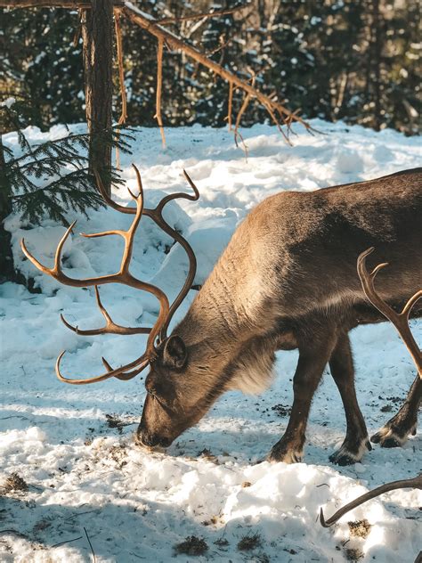 The best winter day of my life: Nuuksio National Park and feeding