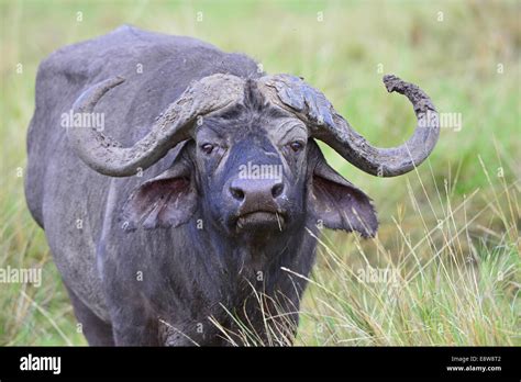 Masai Mara Buffalo Hi Res Stock Photography And Images Alamy