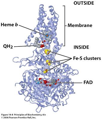 Sandwalk: Succinate Dehydrogenase