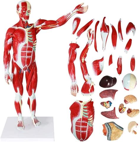 78Cm İnsan Kas Modeli İnsan Anatomisi Bilim Modelleri Öğrenme