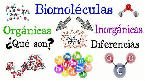 🌐biomoléculas Orgánicas E Inorgánicas💫 [fácil Y Rápido] QuÍmica BiologÍa Youtube