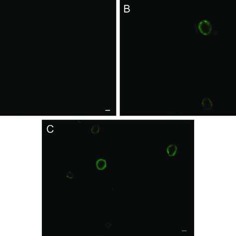 Fluorescence Photomicrographs Of Rabbit Corneal Epithelial Cells A