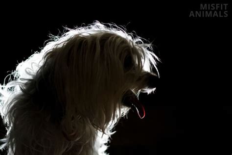 Why Is My Dog Panting At Night? 14 Common Reasons