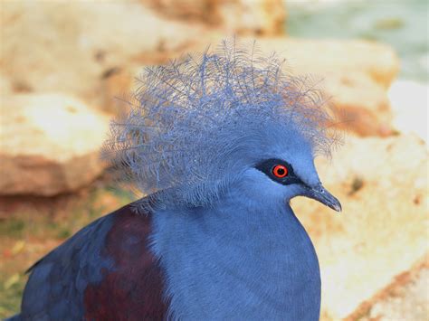 The Online Zoo - Western Crowned Pigeon