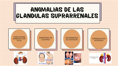 Solution Embriologia Sobre Gl Ndulas Suprarrenales Y Endocrinas