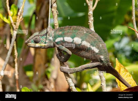 Panther Chameleon Furcifer Pardalis At Ambodifotatra Nosy Boraha