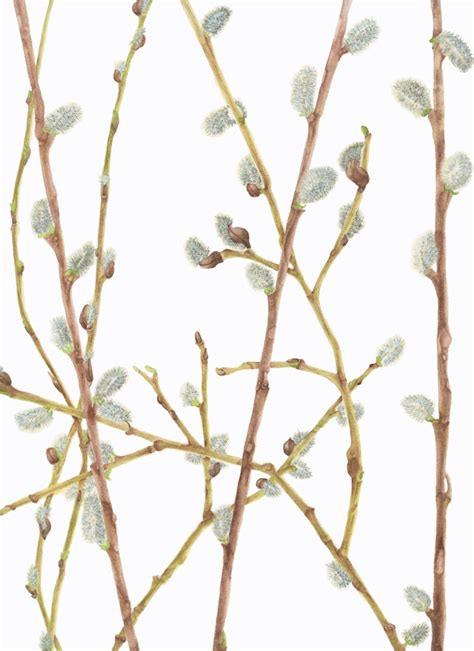 Pussy Willow BOTANICAL Illustration Archival Giclee Print Nature Spring Etsy