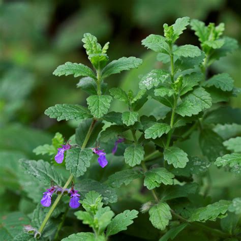 How to grow mint from cuttings: 7 easy steps | Ideal Home