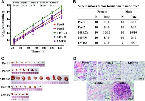 Proliferation In Vitro And Tumorigenicity In Nude Mice For Pscc Cell