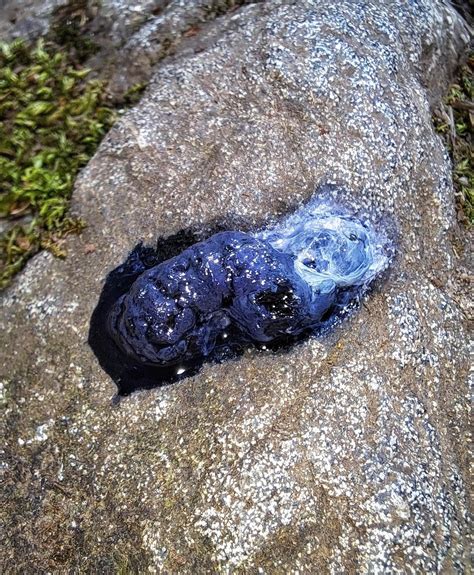 Animal droppings? Why is it so blue? : r/biology