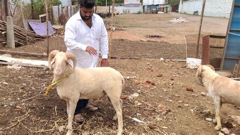 Qurbani Ke Bakre Vilayati Sheep Rampuri Sheeps Vilayati Female Sheep In