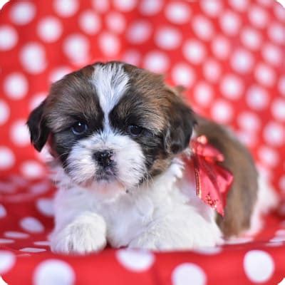 Malshi Puppies for Sale | Buckeye Puppies