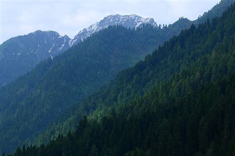 4800x900px | free download | HD wallpaper: jammu and kashmir, forest ...