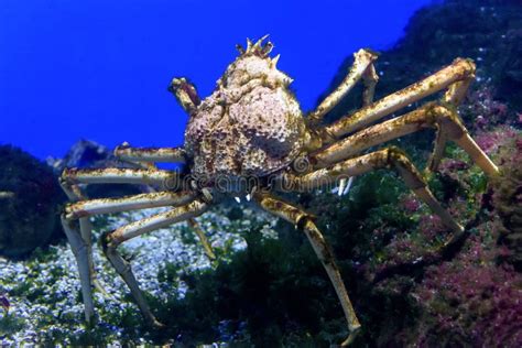 Caranguejo aranha Debaixo D água Fecho Da Vida No Oceano E No Mar Foto