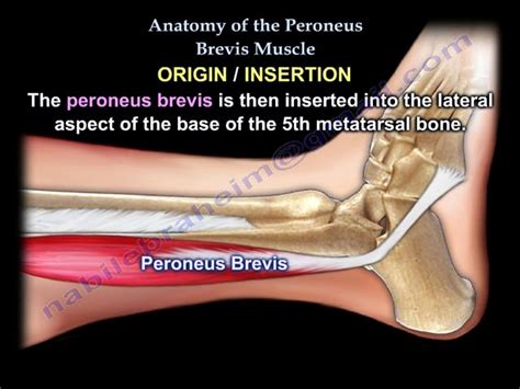 Peroneal Tubercle Of Calcaneus