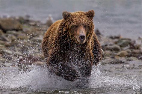 Grizzly Bear Charging After Salmon Fine Art Photo Print | Photos by ...