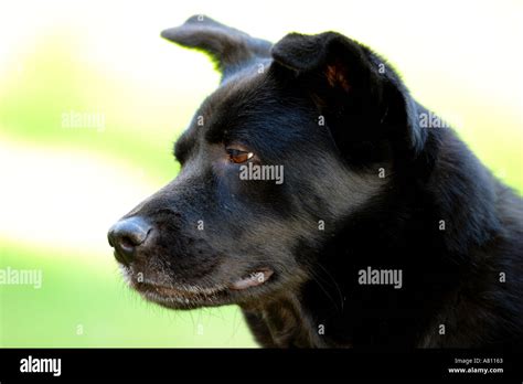 Chow Akita Mixed Breed Dog Stock Photo Alamy