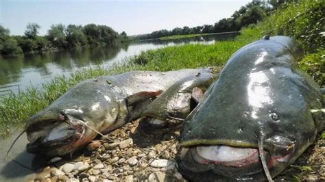 Siluro peixe origem características alimentação reprodução e