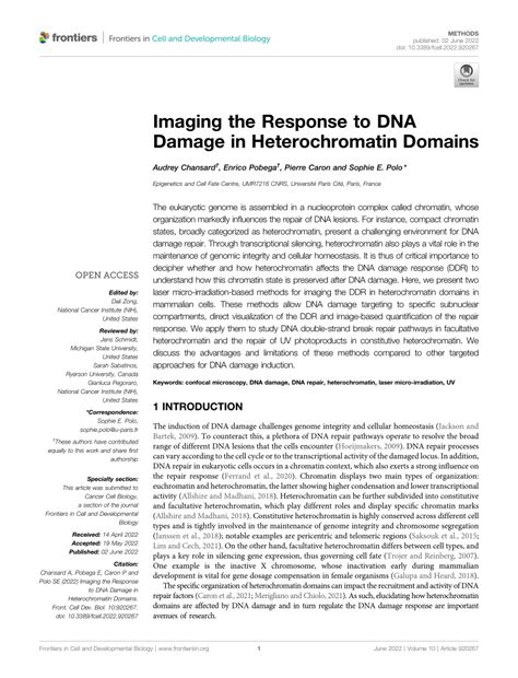 PDF Imaging The Response To DNA Damage In Heterochromatin Domains