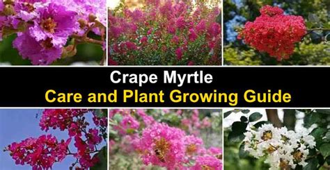 Crape Myrtle: Care and Plant Growing Guide (With Pictures)