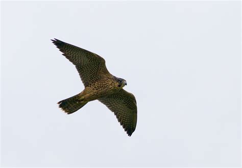 peregrine falcon | BirdForum