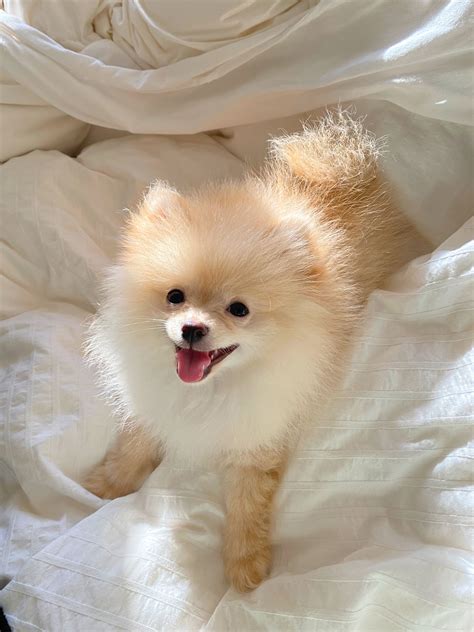 Pin By Diana Nealon On Pomeranian Pooches Cute Dogs Puppies Cute