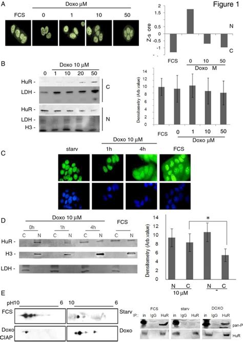 A HuR Translocates From The Nucleus To The Cytosol After Doxorubicin