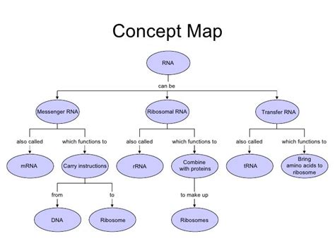 Dna Map