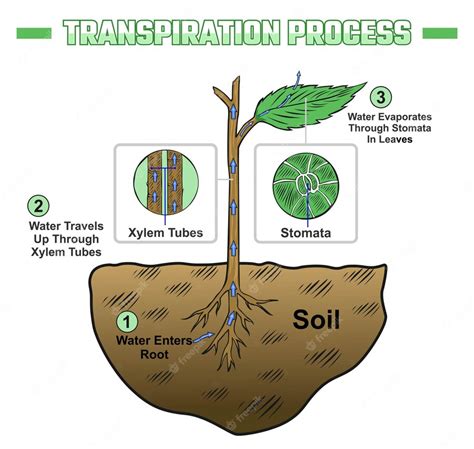 Premium Vector | Transpiration process illustration