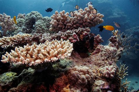 Le Blanchissement A Touché 98 De La Grande Barrière De Corail