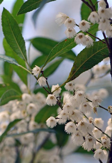 Blueberry Ash A Stunning Evergreen Tree For Your Landscape Brisbane