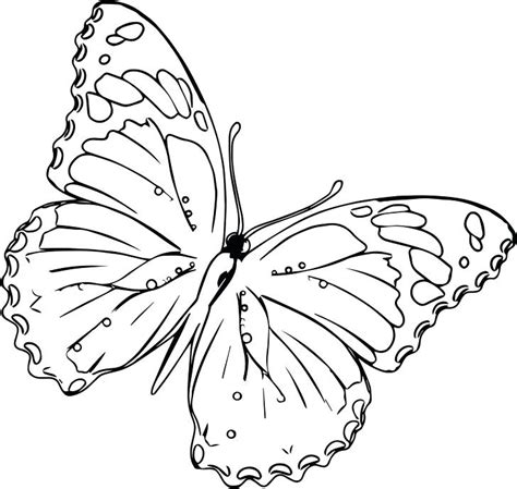 Realistic Butterfly Coloring Pages at GetDrawings | Free download