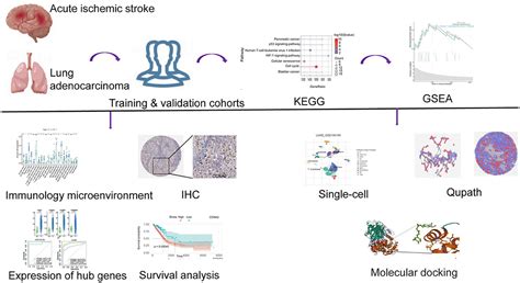 Frontiers Transcriptomic Analysis Reveals The Potential Biological