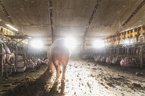 Morning at the Old Pig Farm Stock Photo - Image of dirty, indoor: 237683452