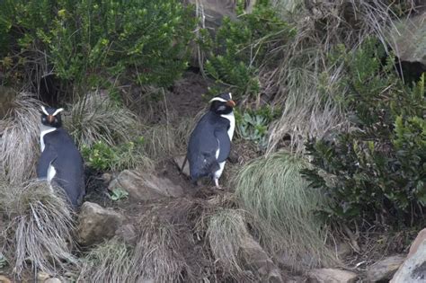 The Wildlife of Fiordland National Park - Animals Network