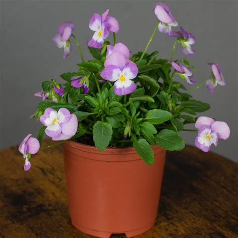 Viola Lavender Pink 105cm Pot Opperman Plants Ltd