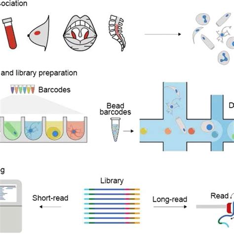 The Experimental Workflow Of Sc Seq A The Workflow Starts With The Download Scientific