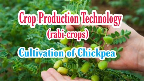 Chickpea Cultivation Chickpea Crop Production Technology