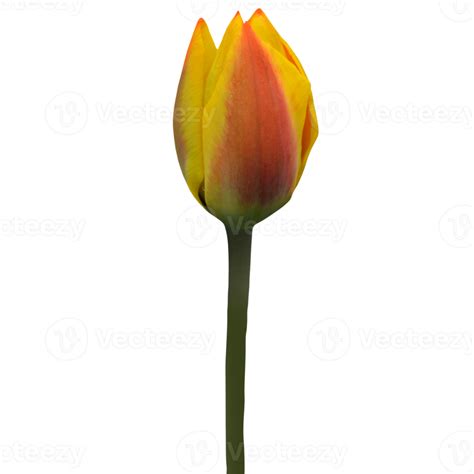 Orange Tulip Flower 22880798 Png