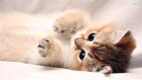 Cute Puppy And Kitten Wallpapers 58 Images