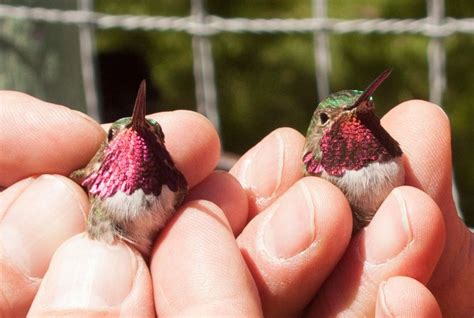 2013 Hybrid Male Broad Tailed X Calliope Left Compared With A Male