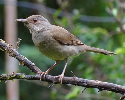 Paraulata Montañera Pale Breasted Thrush Turdus Leucome Flickr