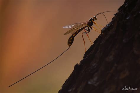 Giant Ichneumon Wasp Sting