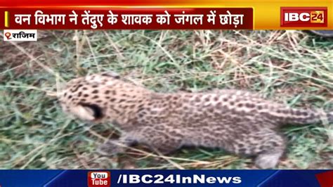 Leopard Cub Found In Gariaband फिंगेश्वर में मिला तेंदुए का नन्हा शावक