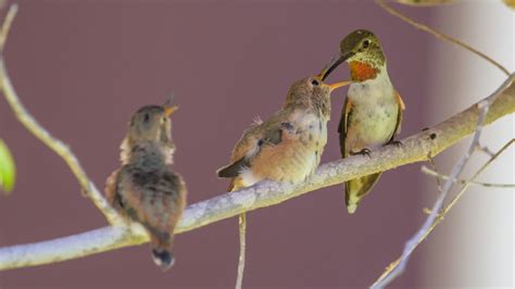 Allen S Hummingbird Chicks Lily And River Fledge The Nest April Nd At