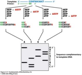 Dna Hybridization And Some Uses Flashcards Quizlet