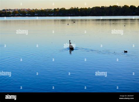 Lake Monger Reserve Stock Photo - Alamy