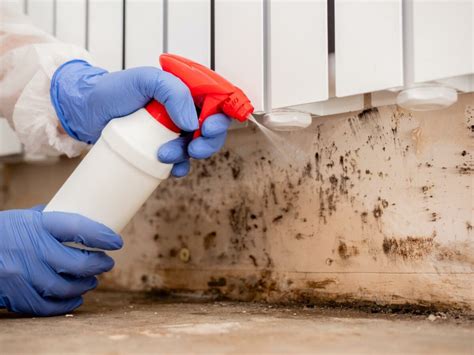 Quick And Easy Mold Remediation Guide Best Cleanup