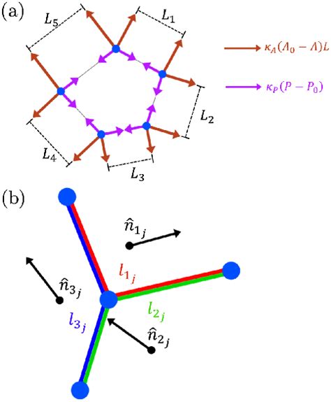 A Diagram Of Elastic Forces In The Vertex Model Forces Tangential To