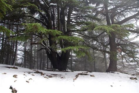 黎巴嫩山区的雪松林 库存照片 图片 包括有 本质 天空 地中海 室外 雪松 庭院 峰顶 镇痛药 216141228